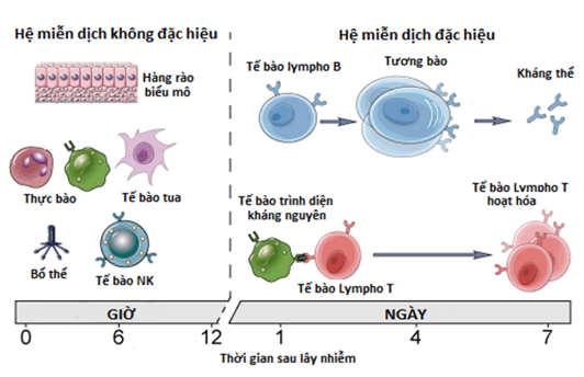 Vẽ sơ đồ thể hiện trình tự các đáp ứng của hệ miễn dịch cơ thể