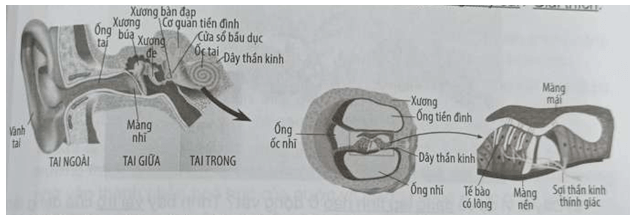 Dựa vào hình vẽ, cho biết các phát biểu sau đây đúng hay sai