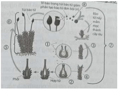 Sinh sản bằng bào tử gặp ở nhóm thực vật nào