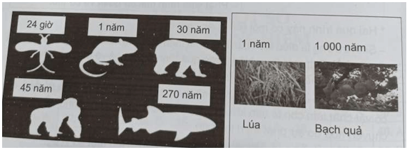 Vòng đời và tuổi thọ khác nhau như thế nào 