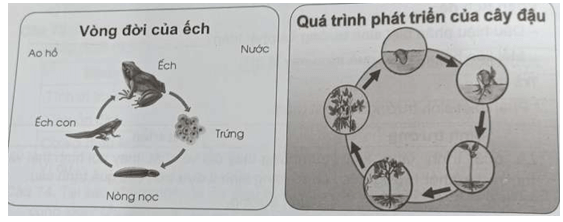 Vòng đời và tuổi thọ khác nhau như thế nào