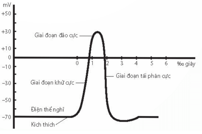 Điện thế hoạt động được hình thành qua các giai đoạn