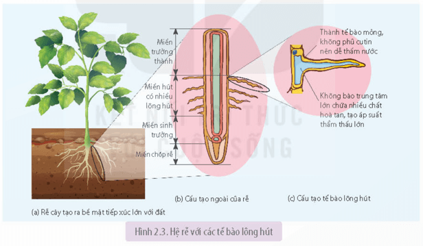 Dựa vào Hình 2.3 SGK trang 5 sách bài tập Sinh học 11 phân tích các đặc điểm