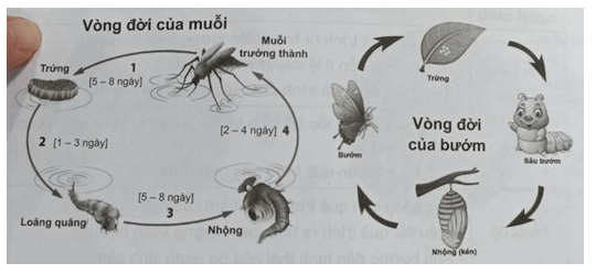 Hiểu biết về vòng đời của thực vật và động vật đem lại lợi ích gì