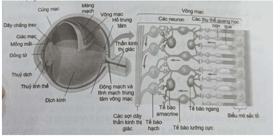 Các tín hiệu từ tế bào que và tế bào nón có thể truyền trực tiếp