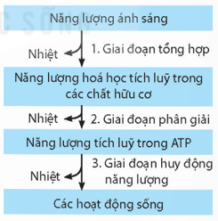 Quá trình chuyển hoá năng lượng trong sinh giới gồm các giai đoạn 