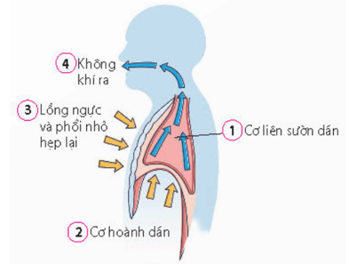 Quá trình thông khí ở người diễn ra các hoạt động sau trang 34 sách bài tập Sinh học 11