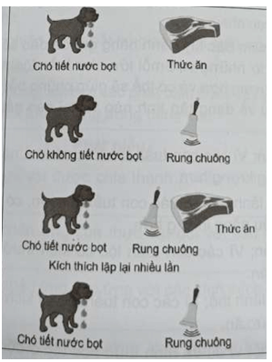 Thí nghiệm kinh điển của I. Pavlov được mô tả như hình trang 80 SBT Sinh học 11