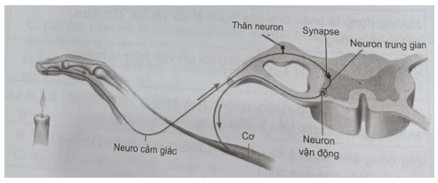 Phản xạ rút tay ra khi vô tình chạm vào ngọn lửa