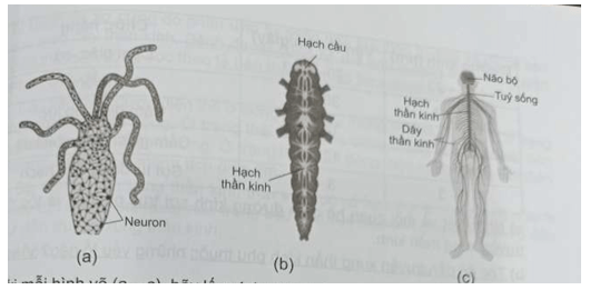 Ở động vật có hệ thần kinh, tuỳ theo đặc điểm cấu trúc, hệ thần kinh