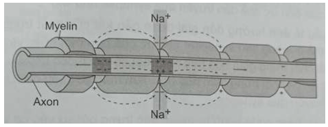 Dẫn truyền xung thần kinh trên sợi trục có bao myelin theo cách nhảy cóc 