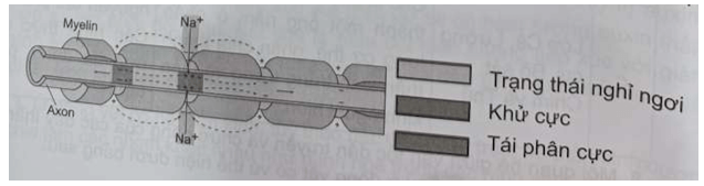 Dẫn truyền xung thần kinh trên sợi trục có bao myelin theo cách nhảy cóc