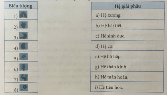 Ghép mỗi biểu tượng trong phần mềm Anatomy ở cột bên trái với một hệ giải phẫu ở cột bên phải cho phù hợp