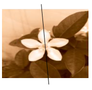 Các bông hoa và chiếc lá dưới đây hình nào có tính đối xứng