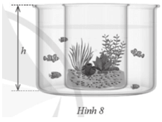 Bác An có một bình hình trụ to với chiều cao h (cm). Bác đặt một bình cây thuỷ sinh