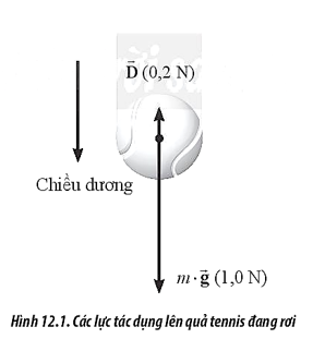 Hình 12.1 biểu diễn các lực tác dụng lên quả tennis đang rơi thẳng đứng