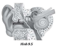 Tai của một người có thể được xem như một ống chứa không khí có chiều dài L