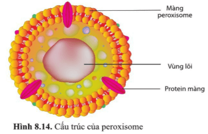 Quan sát hình 8.14, mô tả cấu tạo peroxisome