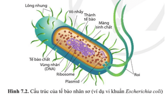 Quan sát các hình 7.2 và 7.3, nêu những thành phần cấu tạo giống nhau