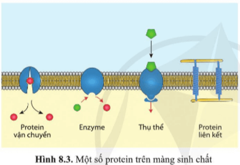Quan sát hình 8.3 và nêu chức năng chính của protein trên màng sinh chất