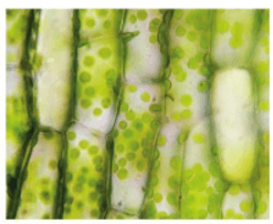 Vẽ và mô tả hình dạng, cấu tạo tế bào và các bào quan của các tế bào lá