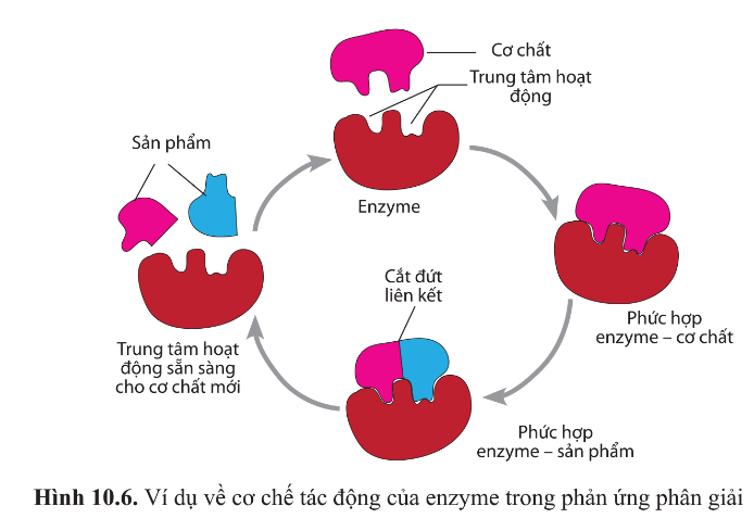 Dựa vào hình 10.6, mô tả ba bước cơ bản trong cơ chế tác động của enzyme