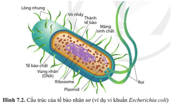 Quan sát hình 7.2 và nêu tên các thành phần cấu trúc của tế bào nhân sơ