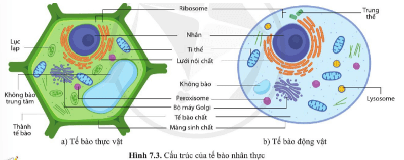 Quan sát hình 7.3 và lập bảng liệt kê những đặc điểm cấu tạo giống nhau và khác nhau