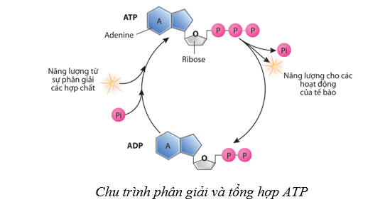 Lý thuyết Sinh học 10 Bài 10: Sự chuyển hóa năng lượng và enzym - Cánh diều
