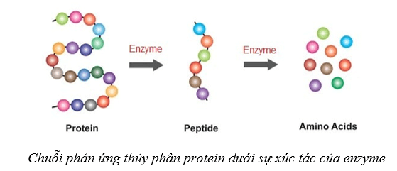 Lý thuyết Sinh học 10 Bài 10: Sự chuyển hóa năng lượng và enzym - Cánh diều