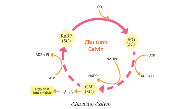 Lý thuyết Sinh học 10 Bài 11: Tổng hợp và phân giải các chất trong tế bào - Cánh diều