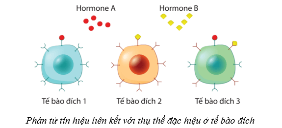 Lý thuyết Sinh học 10 Bài 12: Thông tin tế bào - Cánh diều
