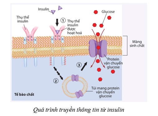Lý thuyết Sinh học 10 Bài 12: Thông tin tế bào - Cánh diều