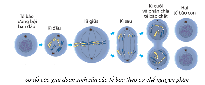Lý thuyết Sinh học 10 Bài 13: Chu kì tế bào và nguyên phân - Cánh diều