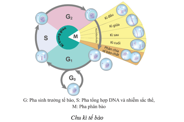 Lý thuyết Sinh học 10 Bài 13: Chu kì tế bào và nguyên phân - Cánh diều