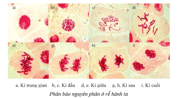 Lý thuyết Sinh học 10 Bài 15: Thực hành làm tiêu bản nhiễm sắc thể để quan sát quá trình nguyên phân, giảm phân ở tế bào thực vật, dộng vật - Cánh diều