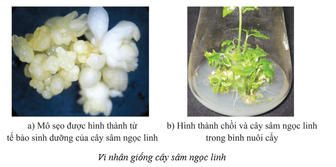 Lý thuyết Sinh học 10 Bài 16: Công nghệ tế bào - Cánh diều