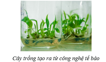 Lý thuyết Sinh học 10 Bài 16: Công nghệ tế bào - Cánh diều