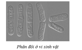 Lý thuyết Sinh học 10 Bài 18: Sinh trưởng và sinh sản ở vi sinh vật - Cánh diều