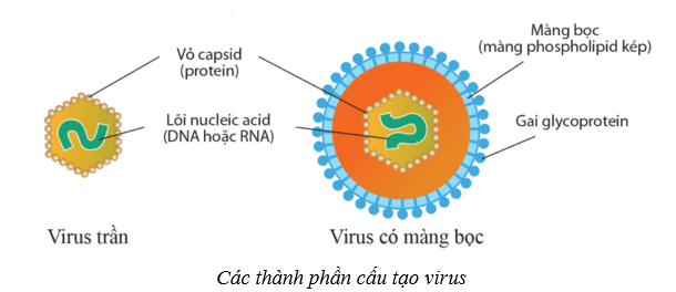 Lý thuyết Sinh học 10 Bài 21: Khái niệm, cấu tạo và chu trình nhân lên của virus - Cánh diều