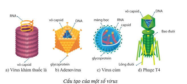 Lý thuyết Sinh học 10 Bài 21: Khái niệm, cấu tạo và chu trình nhân lên của virus - Cánh diều