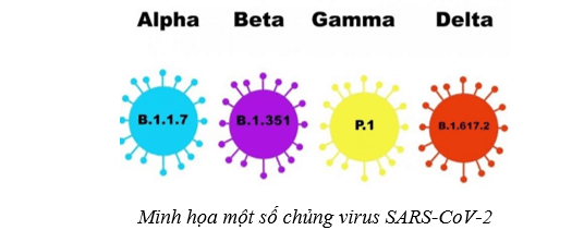 Lý thuyết Sinh học 10 Bài 22: Phương thức lây truyền, cách phòng chống và ứng dụng của virus - Cánh diều