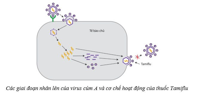 Lý thuyết Sinh học 10 Bài 22: Phương thức lây truyền, cách phòng chống và ứng dụng của virus - Cánh diều