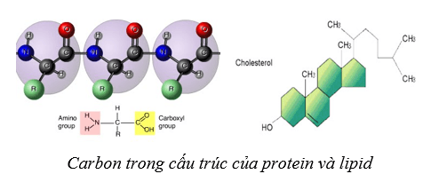 Lý thuyết Sinh học 10 Bài 5: Các nguyên tố hóa học và nước - Cánh diều