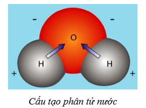 Lý thuyết Sinh học 10 Bài 5: Các nguyên tố hóa học và nước - Cánh diều