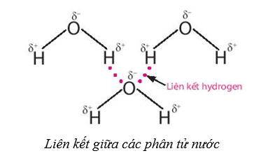 Lý thuyết Sinh học 10 Bài 5: Các nguyên tố hóa học và nước - Cánh diều