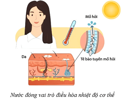 Lý thuyết Sinh học 10 Bài 5: Các nguyên tố hóa học và nước - Cánh diều