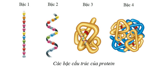 Lý thuyết Sinh học 10 Bài 6: Các phân tử sinh học - Cánh diều