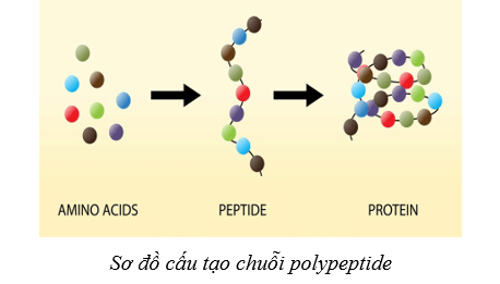Lý thuyết Sinh học 10 Bài 6: Các phân tử sinh học - Cánh diều