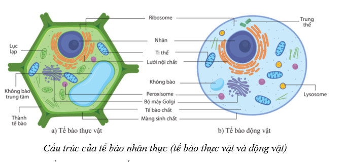 Lý thuyết Sinh học 10 Bài 7: Tế bào nhân sơ và tế bào nhân thực - Cánh diều